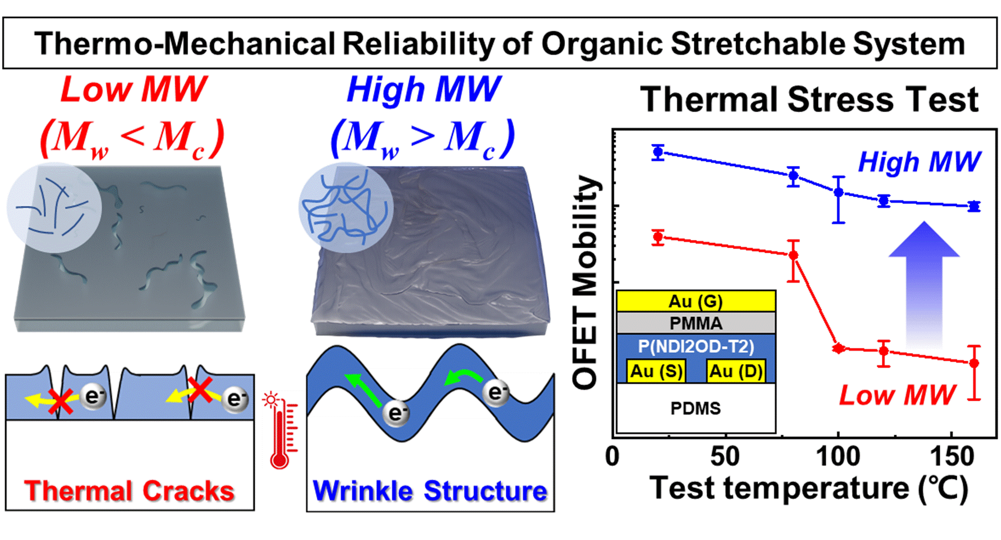 Importance of Molecular Weight of Conjugated Polymer Thin Films on Thermo-mechanical Reliability of Stretchable Organic Semiconductors
